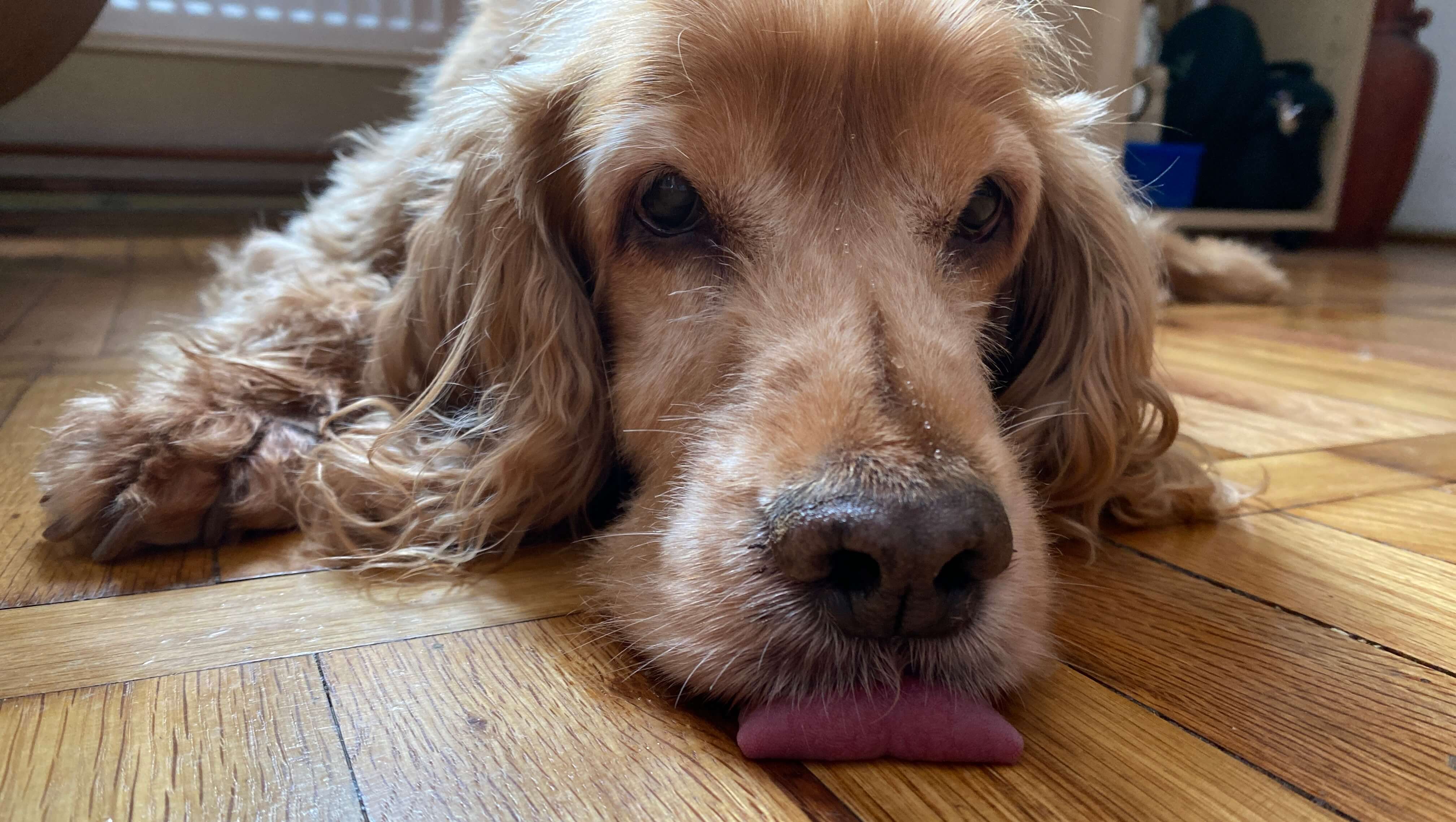 A brown cocker spaniel lying on the floor, its tongue sticking out slightly